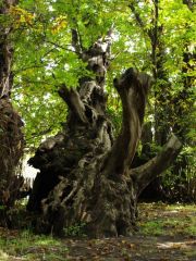 Il Castagno dei Cento Cavalli, Sant' Alfio.